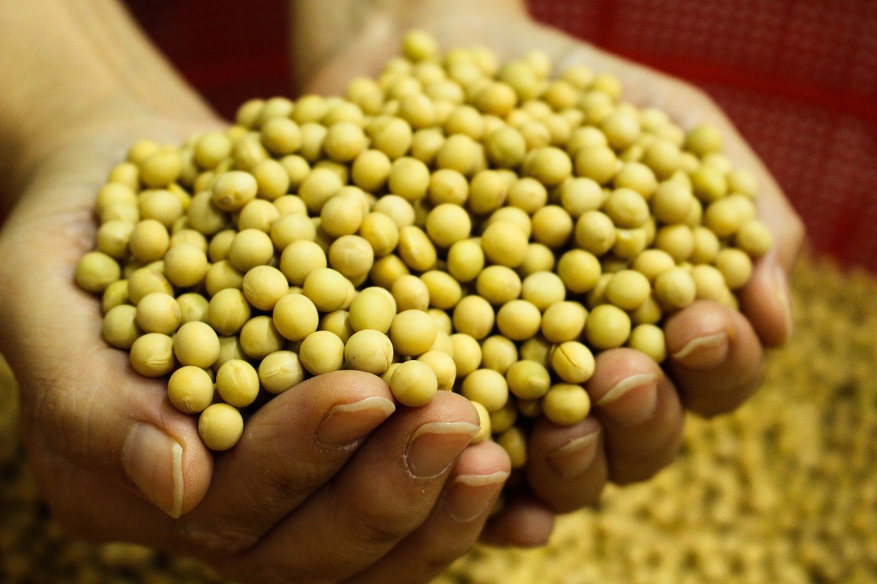 bean-3959492_1280 bean-3959492_1280